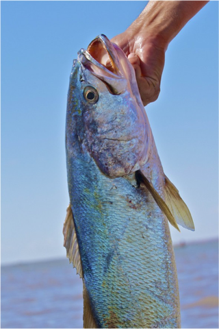A Gulf corvina. (Image: Simon E. Freeman)